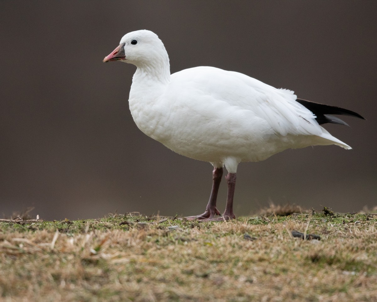 Ross's Goose - ML613292662