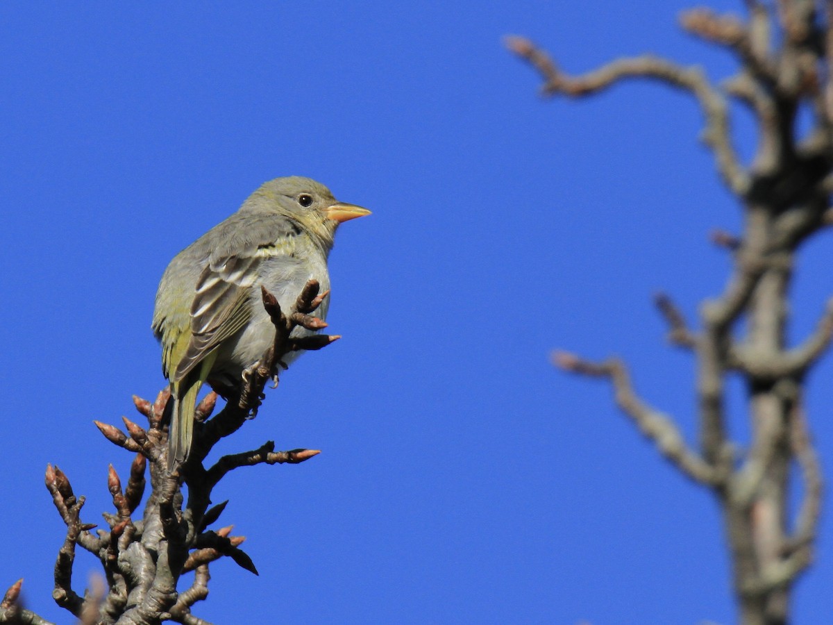 Western Tanager - Evan Knudsen