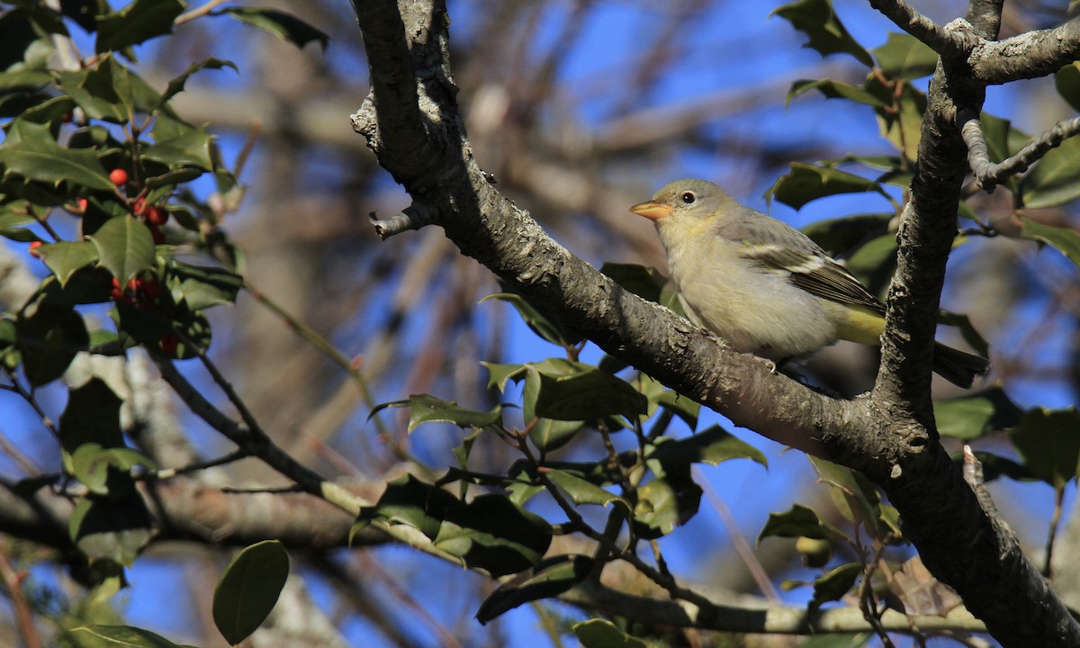 Western Tanager - ML613292691