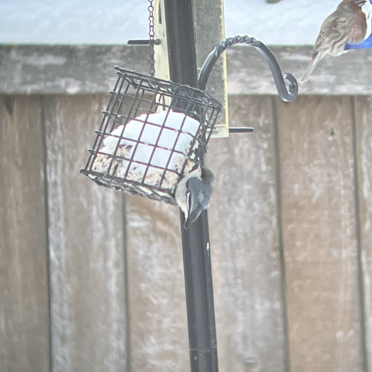 Pygmy Nuthatch - ML613292693