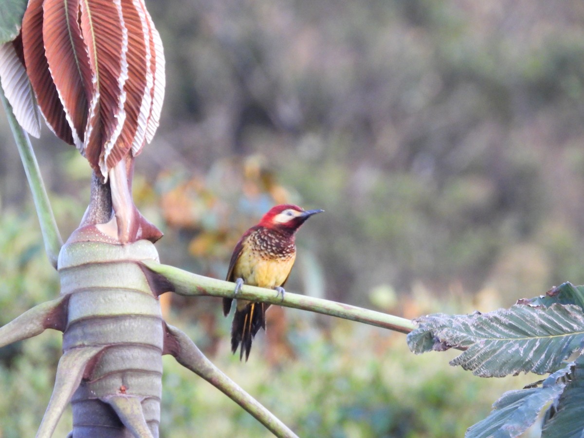 Crimson-mantled Woodpecker - ML613292695