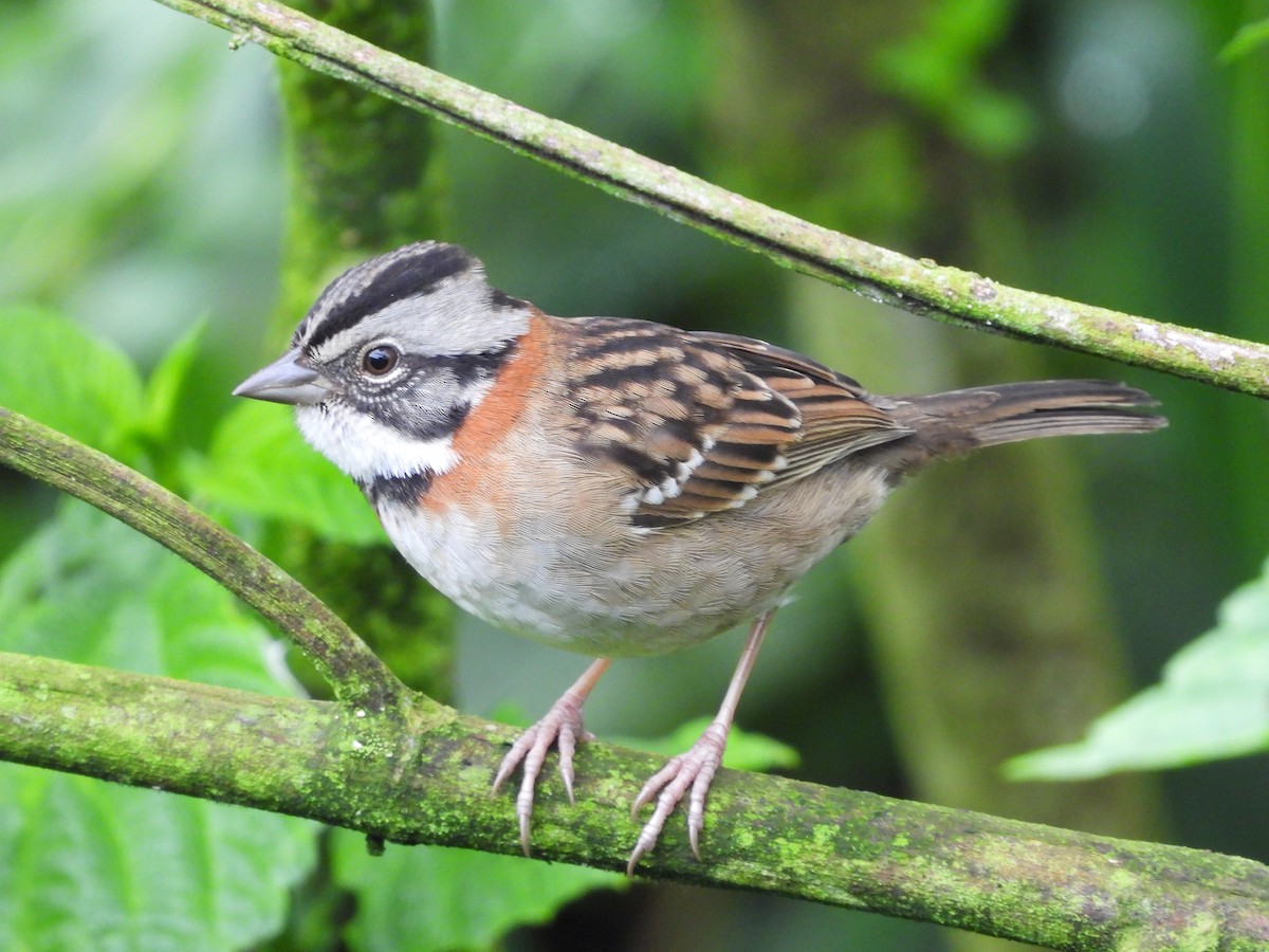 Rufous-collared Sparrow - ML613292742