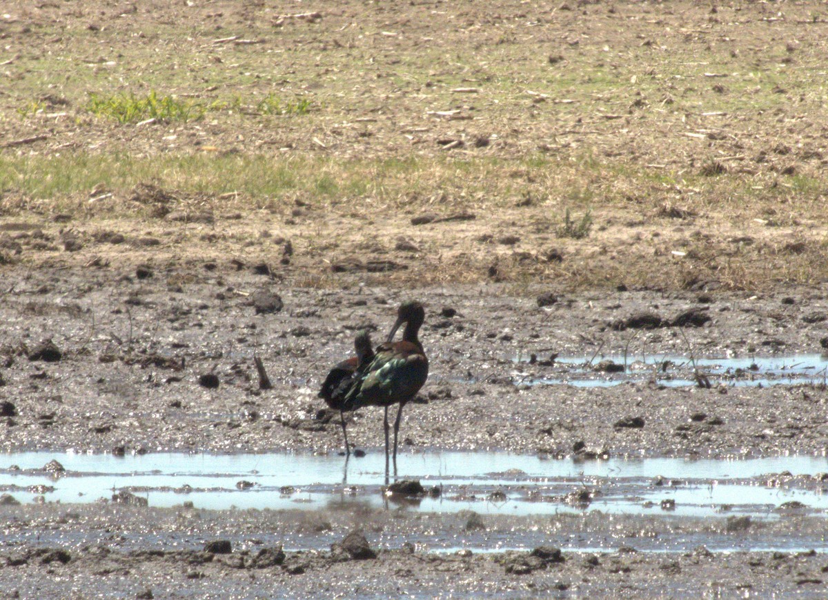 ibis americký - ML613292752