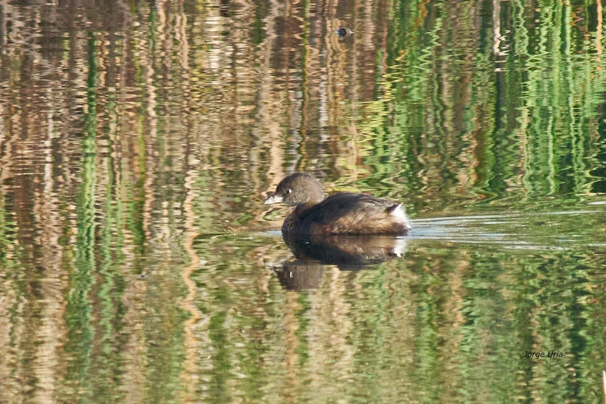 Pied-billed Grebe - ML613292782