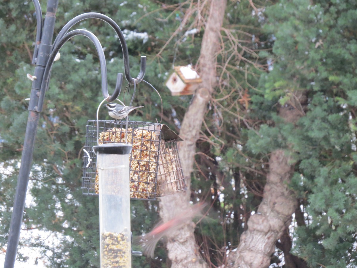 Black-throated Gray Warbler - ML613292978