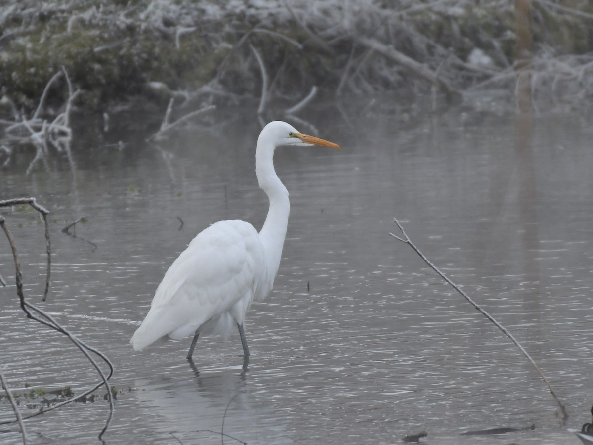 Great Egret - ML613293170