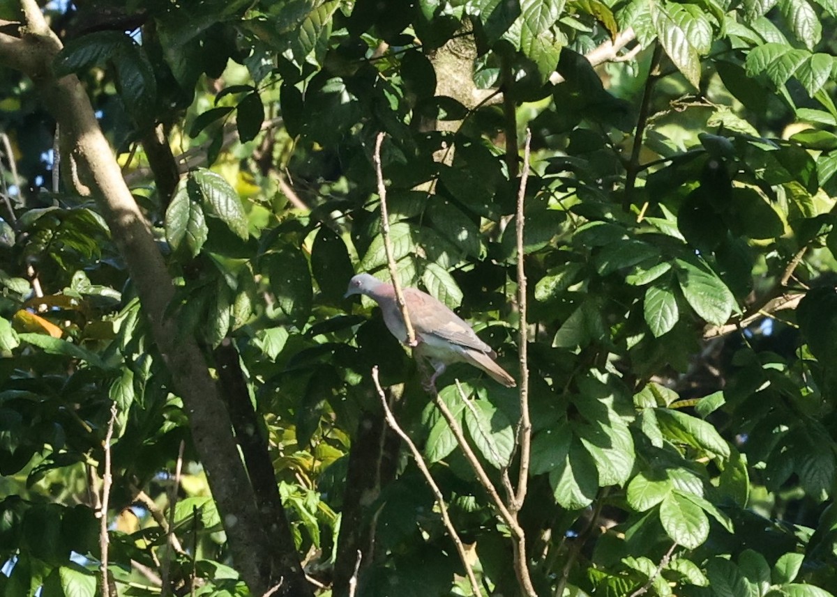 Short-billed Pigeon - ML613293183