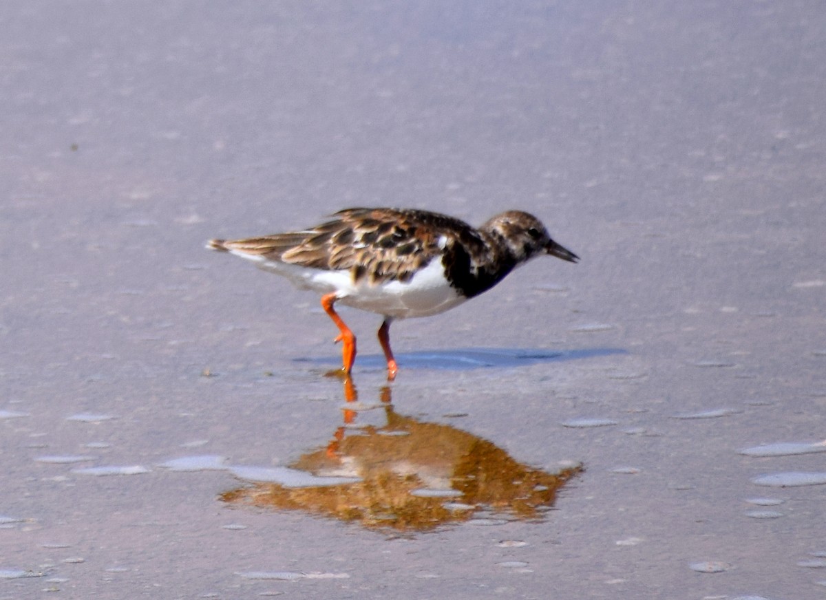 Ruddy Turnstone - ML613293201