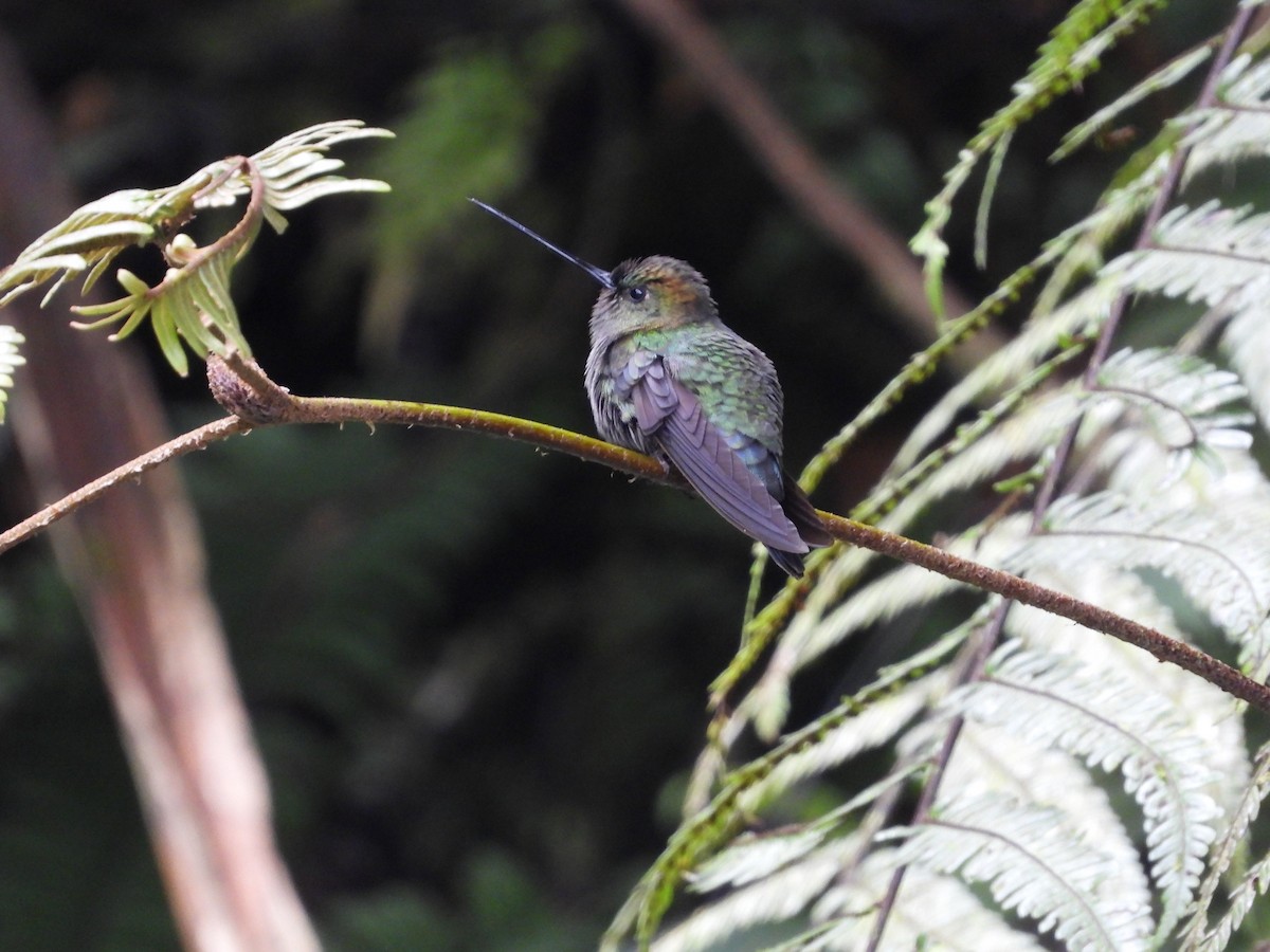 Green-fronted Lancebill - ML613293225