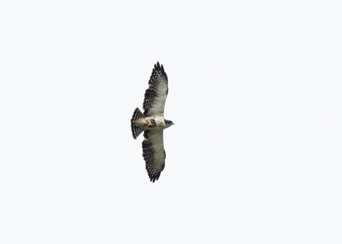 Short-tailed Hawk - Silvia Faustino Linhares