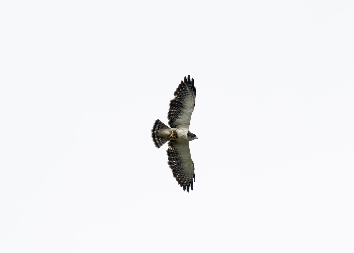 Short-tailed Hawk - Silvia Faustino Linhares