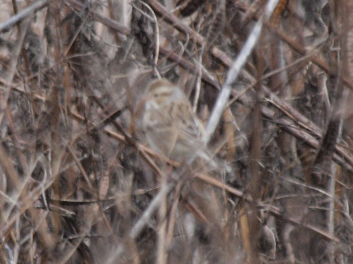 Chingolo sp. (Spizella sp.) - ML613293264