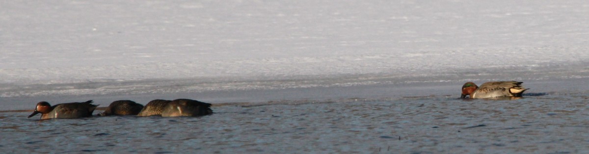 Green-winged Teal - ML613293280