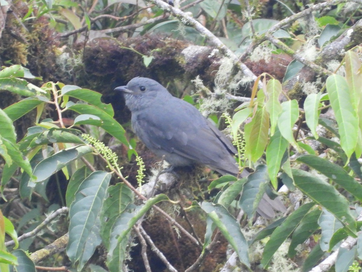 Guardabosques Oscuro - ML613293496