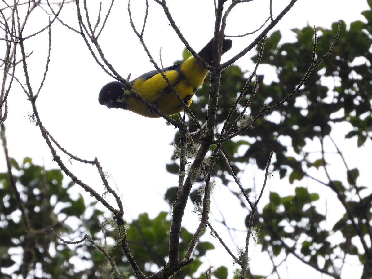 Hooded Mountain Tanager - ML613293540