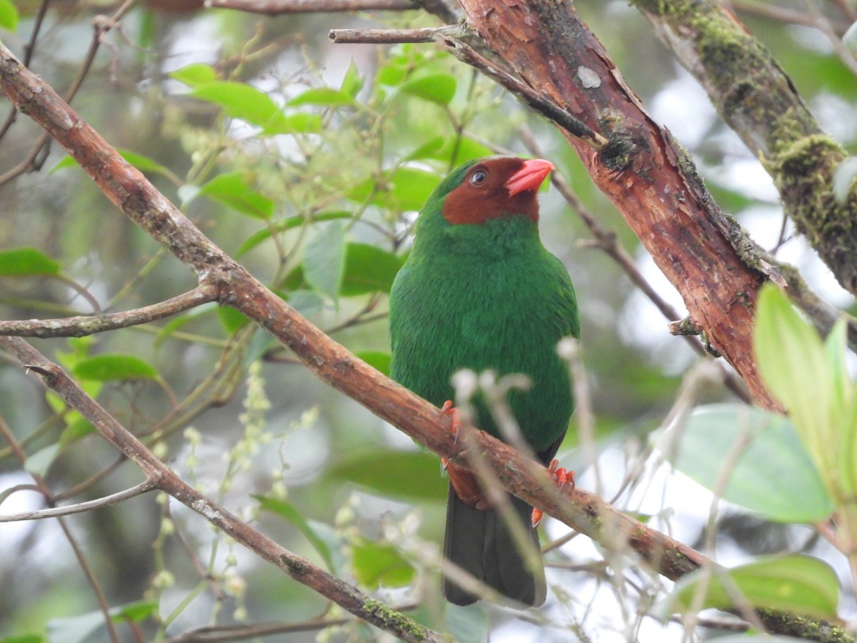 Grass-green Tanager - ML613293613