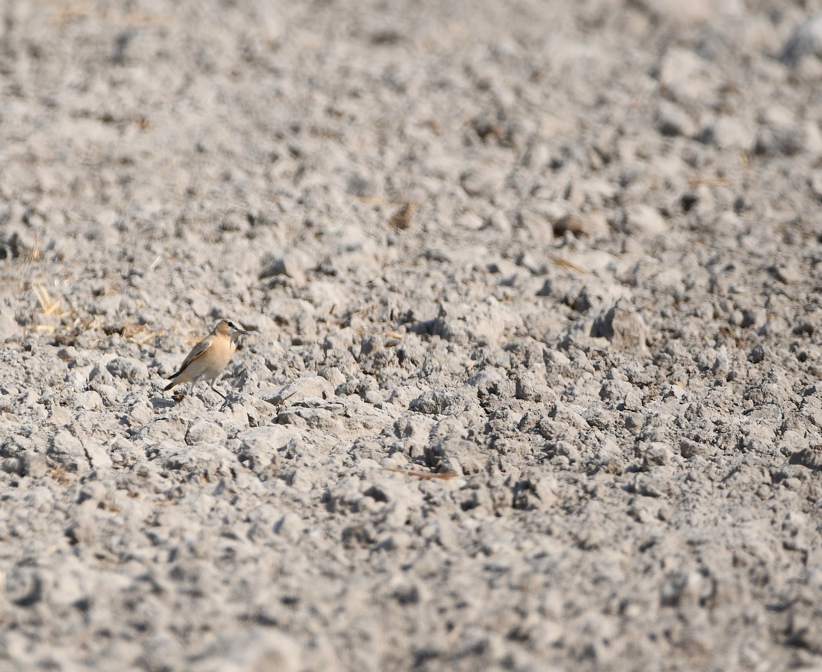 Isabelline Wheatear - ML613293669