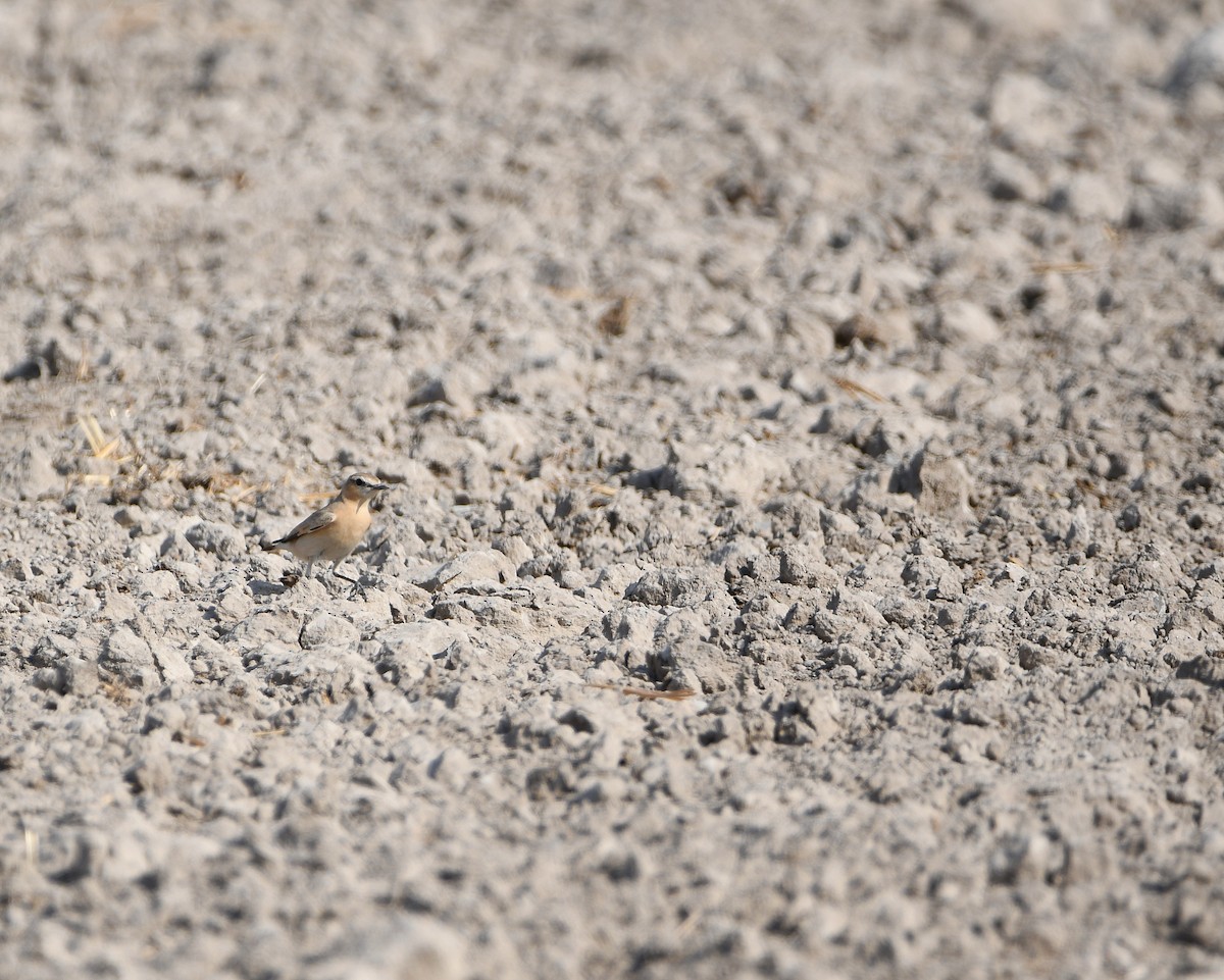 Isabelline Wheatear - ML613293694
