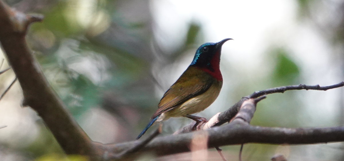 Fork-tailed Sunbird - William Boyes