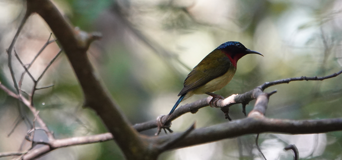 Fork-tailed Sunbird - William Boyes