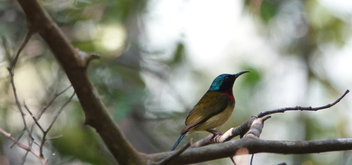 Fork-tailed Sunbird - William Boyes