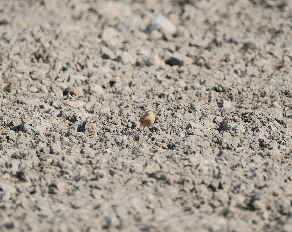 Isabelline Wheatear - ML613293715