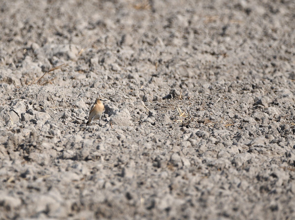 Isabelline Wheatear - ML613293733