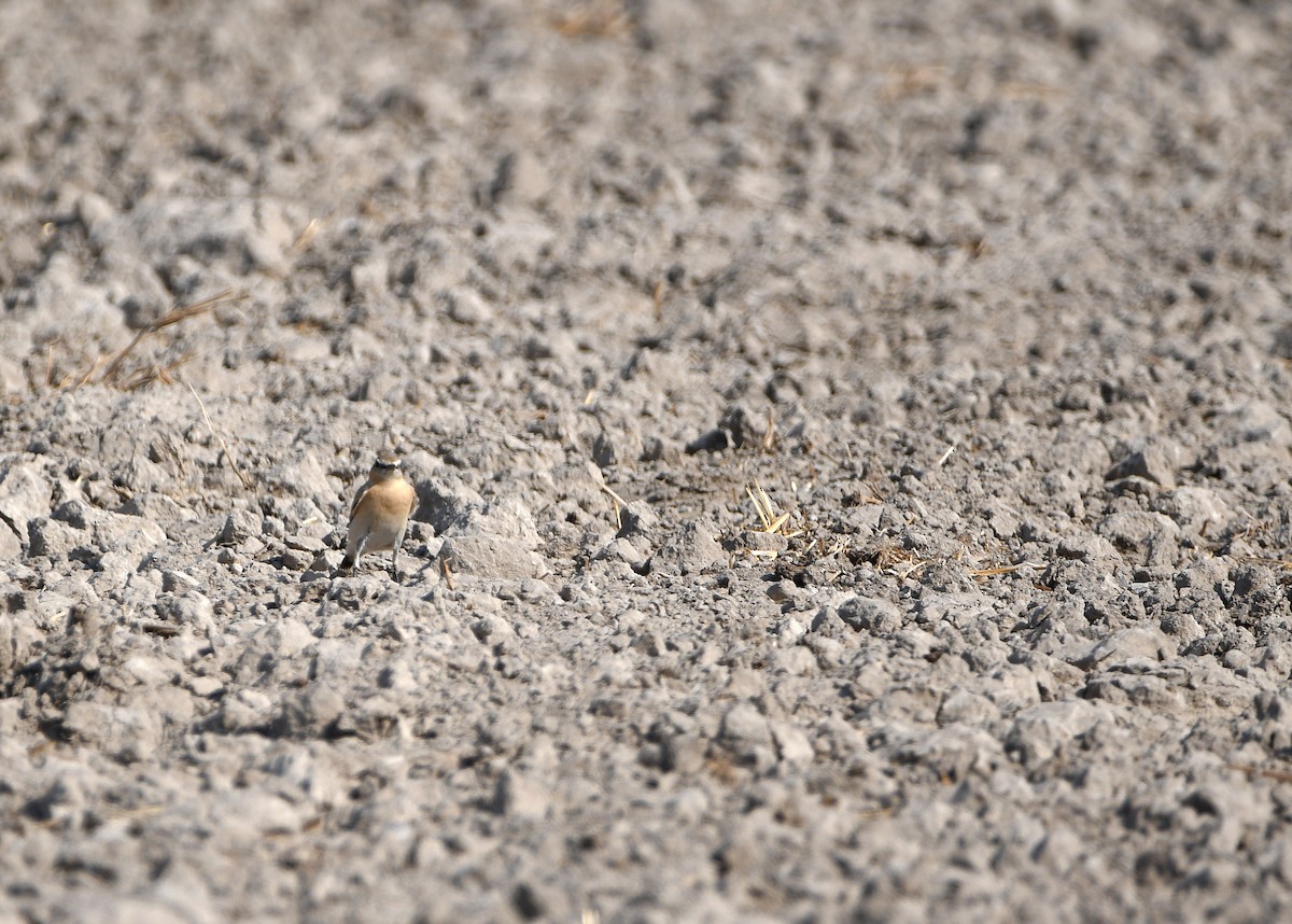 Isabelline Wheatear - ML613293743