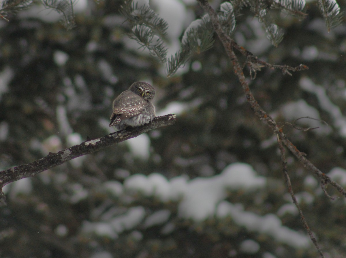 Northern Pygmy-Owl (Rocky Mts.) - Zach Yoshioka