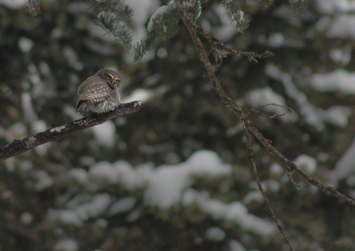 Northern Pygmy-Owl (Rocky Mts.) - Zach Yoshioka