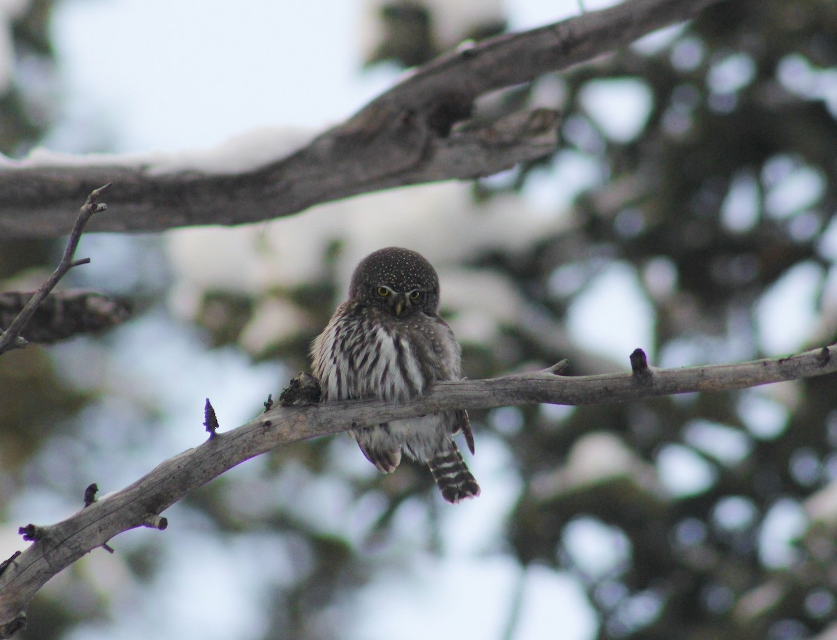Northern Pygmy-Owl (Rocky Mts.) - Zach Yoshioka