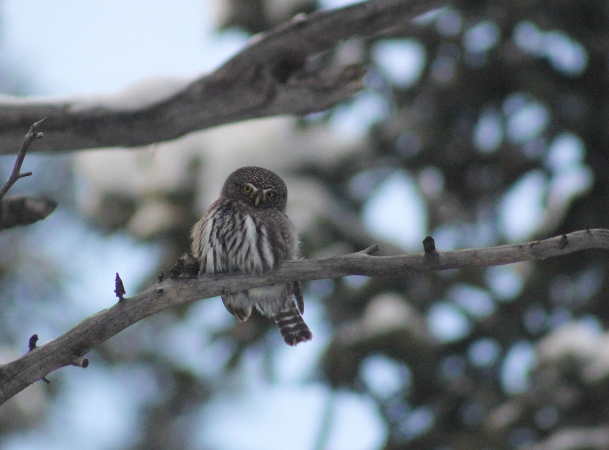 Northern Pygmy-Owl (Rocky Mts.) - Zach Yoshioka