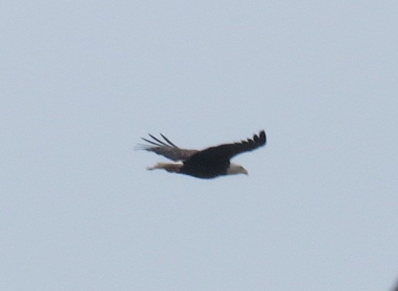 Bald Eagle - ML613294037