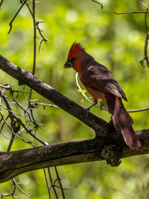 Northern Cardinal - ML613294040