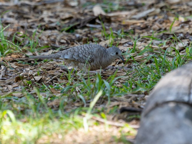 Inca Dove - ML613294043