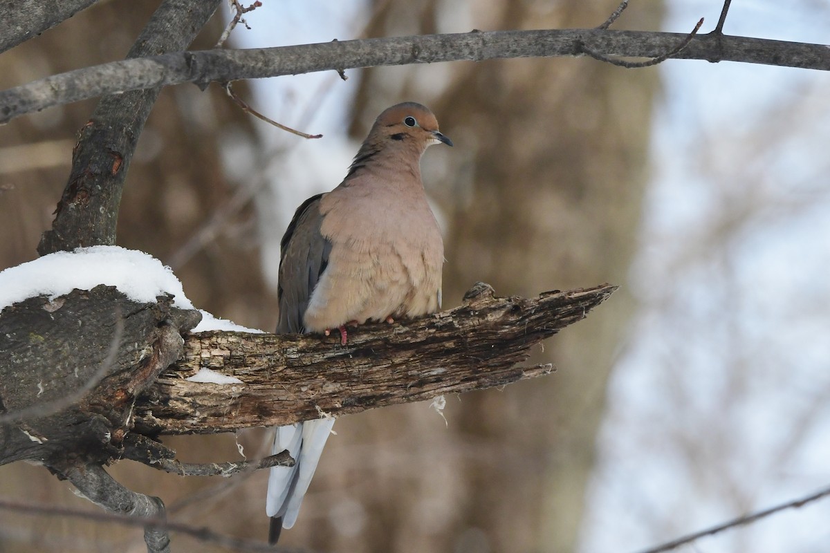 Mourning Dove - ML613294045