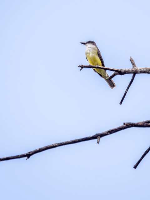 Thick-billed Kingbird - ML613294049