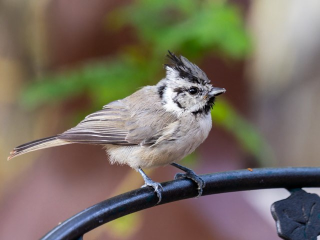 Bridled Titmouse - ML613294068