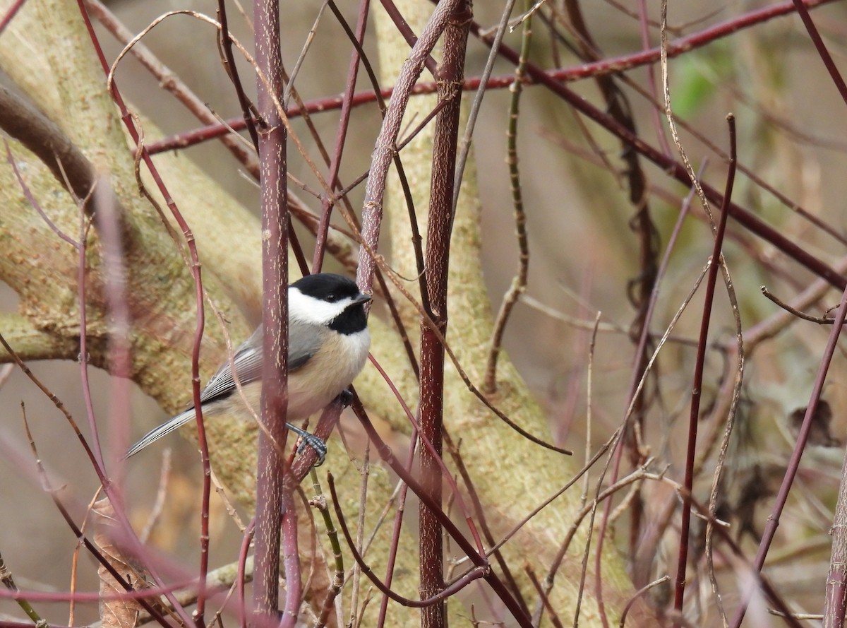 Carolina Chickadee - ML613294075