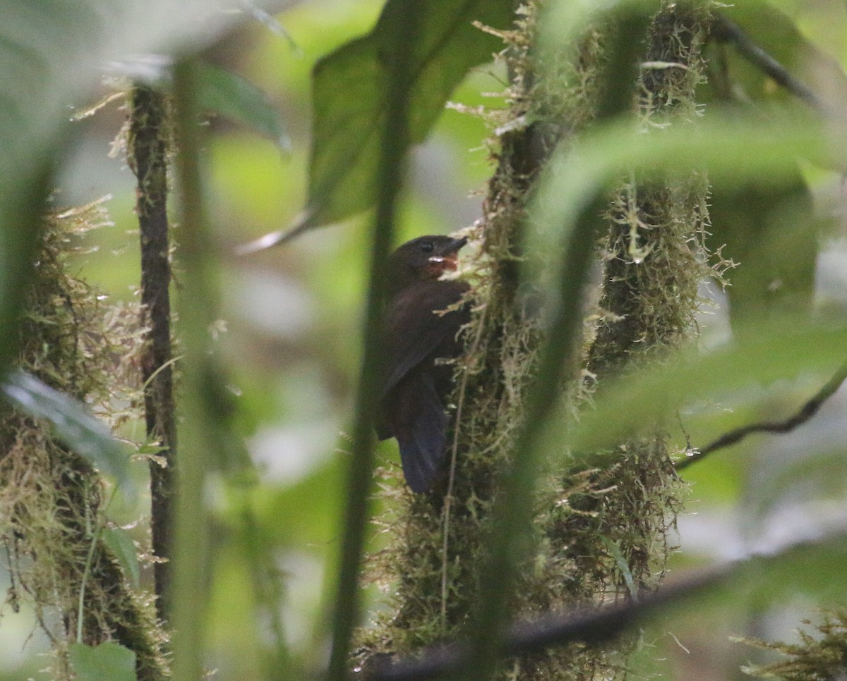 South American Leaftosser (Dusky) - Lucas Corneliussen