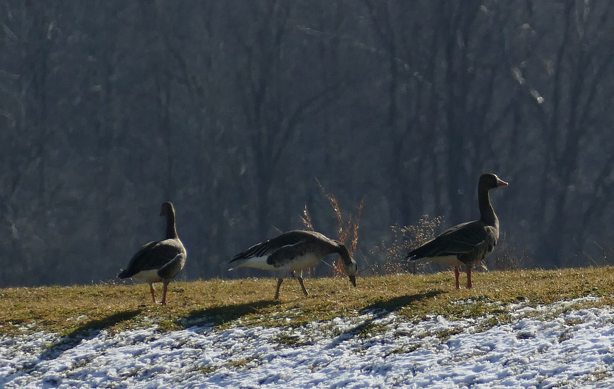 Snow x Greater White-fronted Goose (hybrid) - ML613294100