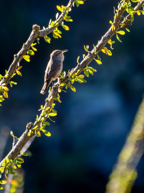 Rock Wren - ML613294136