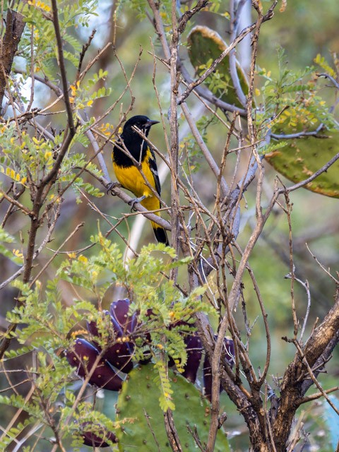 Scott's Oriole - ML613294140