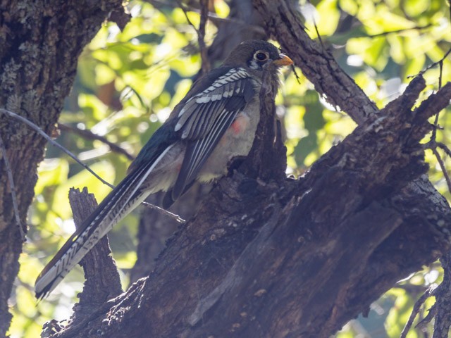 Coppery-tailed Trogon - ML613294144
