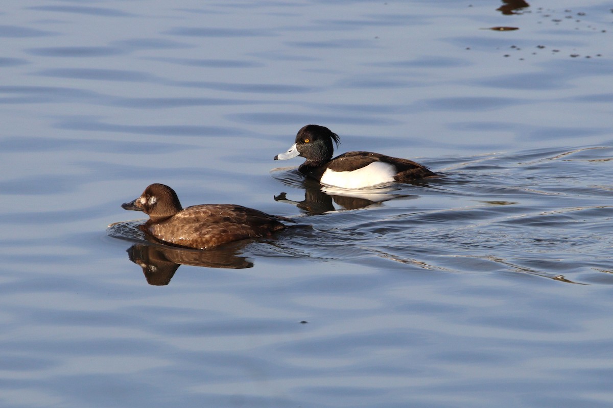 Tufted Duck - Patrick Sysiong