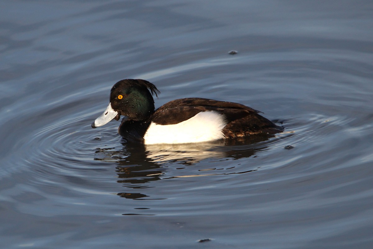 Tufted Duck - Patrick Sysiong