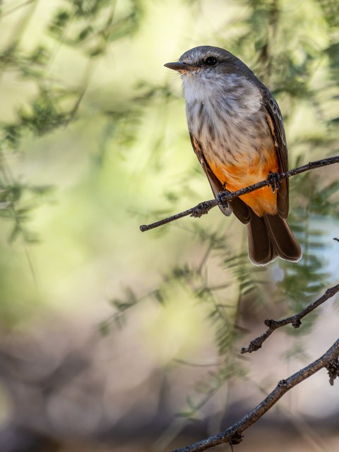 Vermilion Flycatcher - ML613294238
