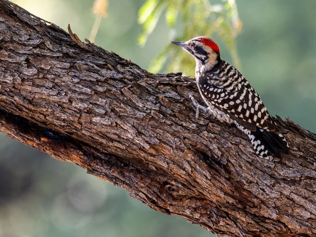 Ladder-backed Woodpecker - ML613294241