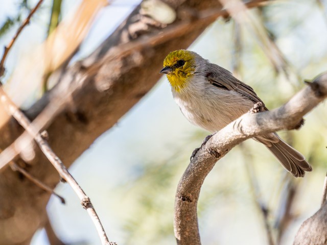 Verdin - ML613294251