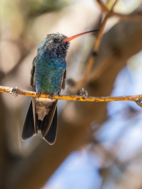 Broad-billed Hummingbird - ML613294258